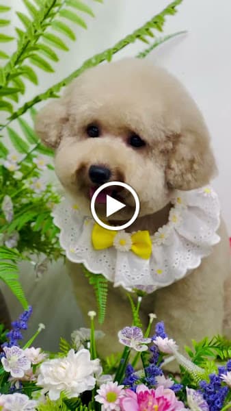 Hình ảnh Kha Spa Chó Mèo - 3