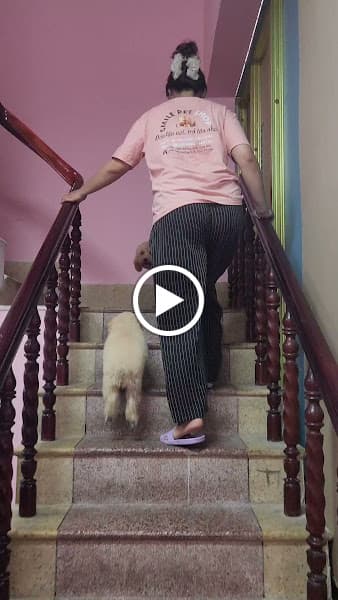 Hình ảnh Smile Pet Shop 2 - 2