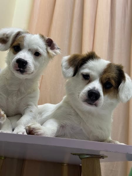 Hình ảnh Sam Pets Care - Spa thú cưng Đà Lạt - 3