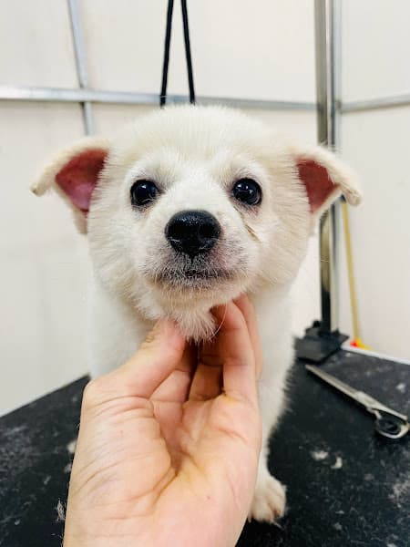 Hình ảnh PHÒNG KHÁM THÚ Y SUPER PET CHÂU ĐỨC - 4