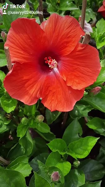 Hình ảnh Vườn Hồng Thanh Trà - 6