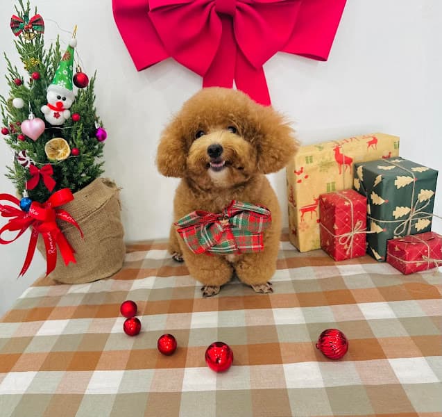 Hình ảnh Cắt tỉa lông thú cưng Cần Thơ - HQ PET - 3