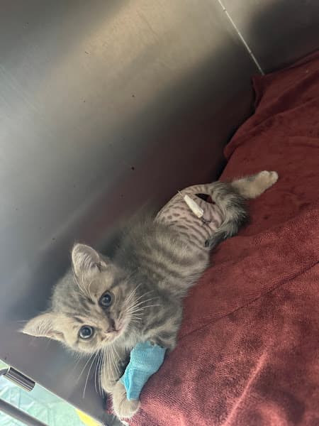 Hình ảnh Bệnh Viện Thú Y Bình An Hải Phòng - 10