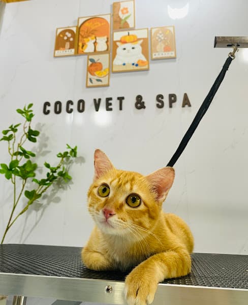 Hình ảnh Coco vet & spa - Tắm cắt tỉa lông chó mèo - 4