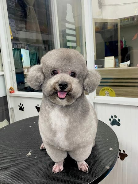 Hình ảnh Tiệm của Pet Biên Hoà - 2