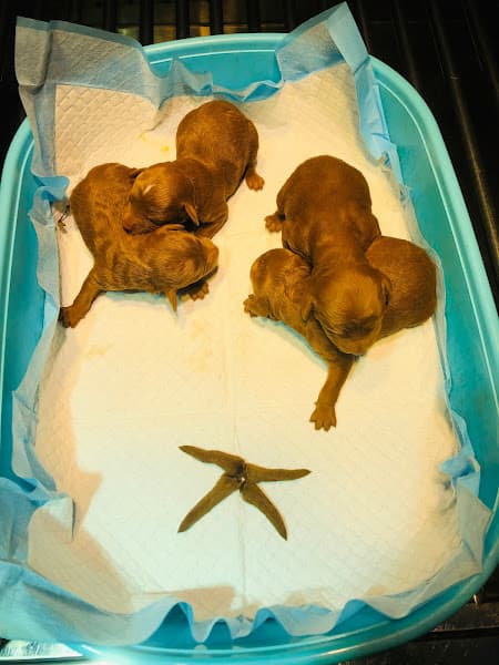 Hình ảnh Phòng khám thú y Vnpet Gang Thép - 2