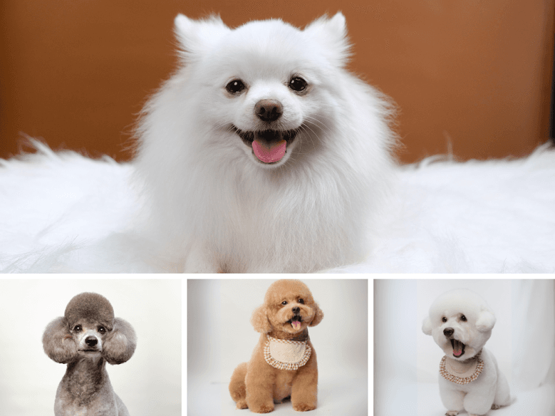 Petsion - Khách sạn chó mèo. Tắm, cắt, làm đẹp thú cưng quận 3