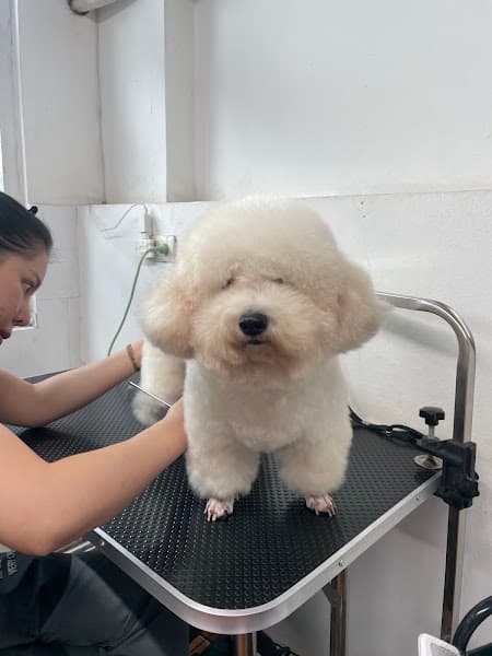 Hình ảnh PET TÈ LÈ NHÈ - 3