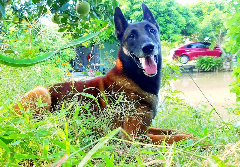 Hình ảnh Trung tâm huấn luyện chó bảo vệ đồng cỏ Bắc Ninh - 5