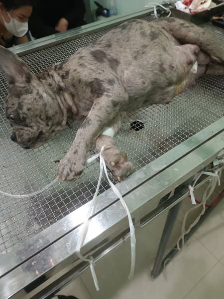 Phòng khám Thú Y Thuận Thành