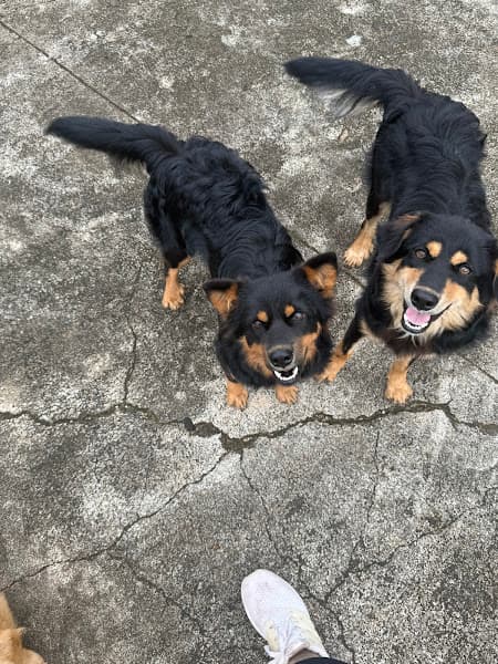 Hình ảnh Thú Y Pet Home - 2