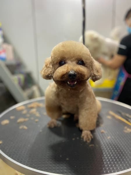 Tiệm thú cưng Anh Huy Chó