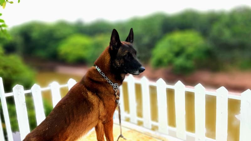 Ảnh bìa Trung tâm huấn luyện chó bảo vệ đồng cỏ Bắc Ninh