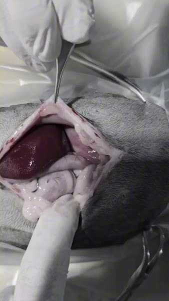 Hình ảnh Bệnh Viện Thú Y Bình An Hải Phòng - 5