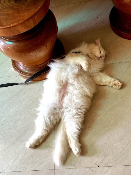 Hình ảnh Petshop Gia Thuận - 4