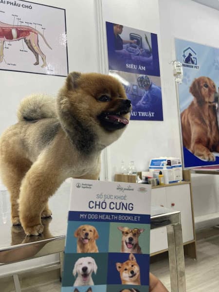 Hình ảnh Phòng Khám Thú Y Rainbow Pet - 2