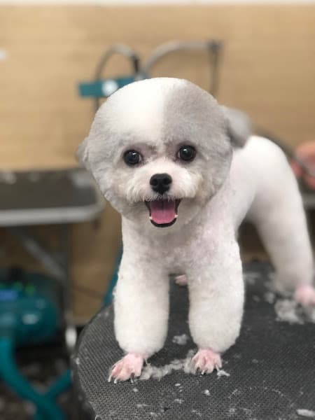 Hình ảnh Mina Petshop Tiệm làm đẹp thú cưng ( chó mèo ) - 2