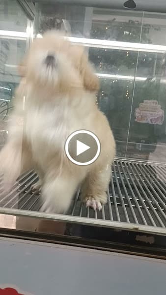 Hình ảnh PET- TRÀ SỮA- SPA CHÓ MÈO( thế giới thú cưng) - 3