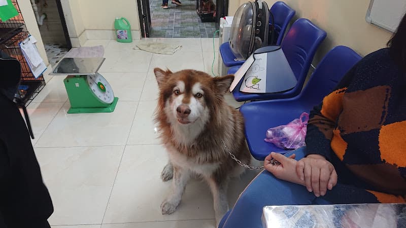 Hình ảnh SAOvet Hải Phòng - 6