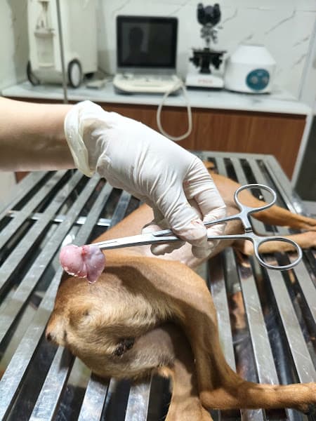 Hình ảnh Phòng khám thú y Ninh Bình Nibipet - 5