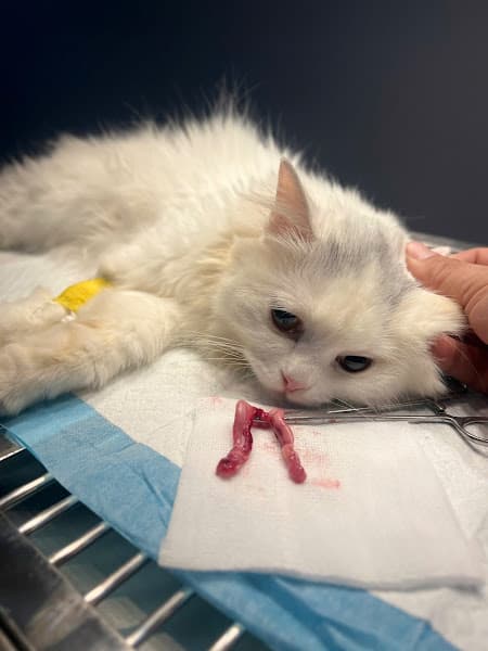 Phòng Khám Thú Y Thanh Đàm 106 Hùng Vương