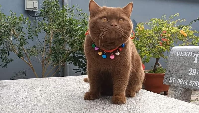 Hình ảnh Shop bán Chó - Mèo Rạch Giá - Kiên Giang - Duy Hoàng - 5