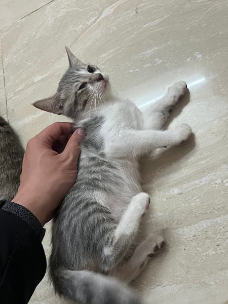 Hình ảnh Lưu trú Chó Mèo - Min&Moon Pet Hotel - 3