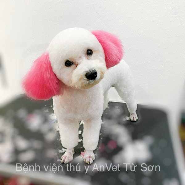 Hình ảnh Bệnh Viện Thú Y AnVet - Từ Sơn - 4