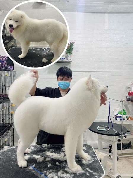 Hình ảnh SƠN SPA - TIỆM CẮT LÔNG CHÓ MÈO & PET SHOP - 3