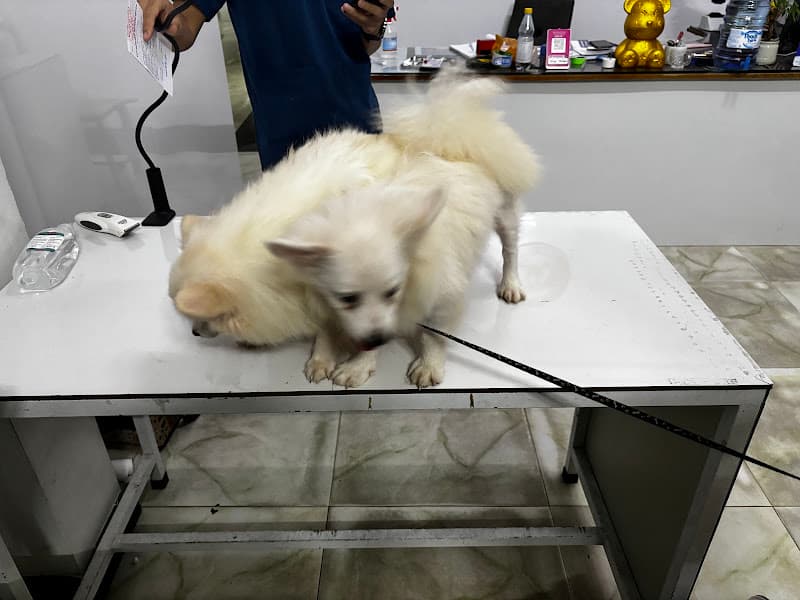 Hình ảnh Bệnh Viện Thú Y Huế - Hue Pet - 5