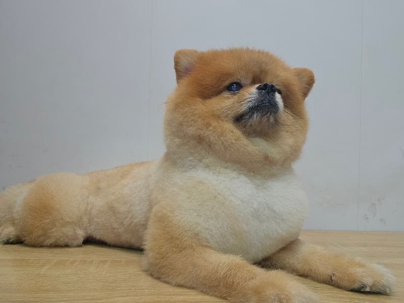 Hình ảnh Phòng khám thú y K-Pet - 8