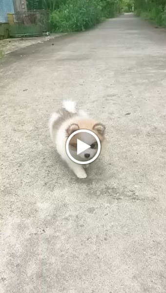 Hình ảnh Trại Chó Mèo Kiểng Ngọc Phương Pet Shop - 4