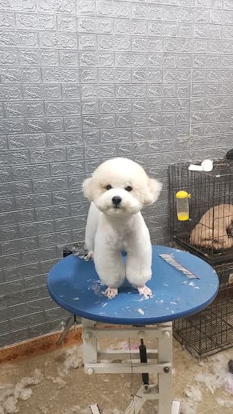 Hình ảnh PET HA TINH - Tiệm Spa thú cưng - 2