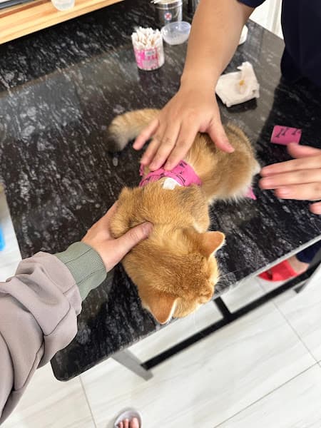 Phòng Khám Thú Y T8 PET