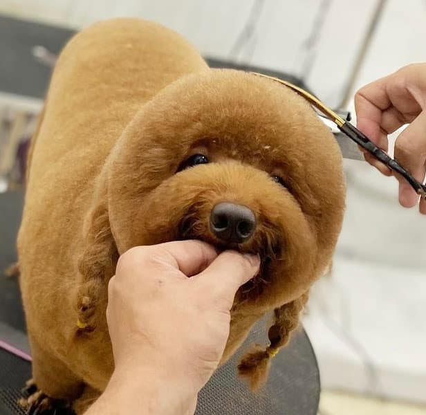 Cửa hàng Thuốc Thú y Châu Toàn