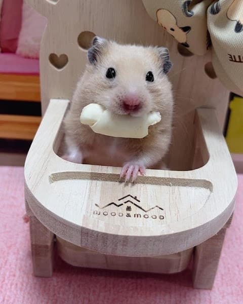 Hình ảnh Home Pet's - Chuột Hamster Hải Phòng - 3