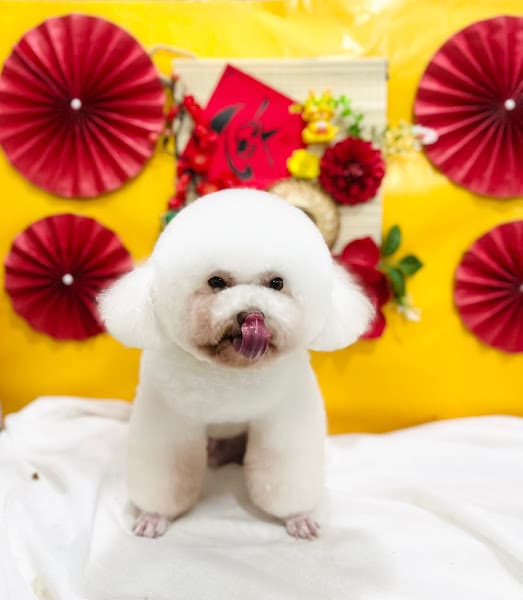 Hình ảnh SƠN SPA - TIỆM CẮT LÔNG CHÓ MÈO & PET SHOP - 4