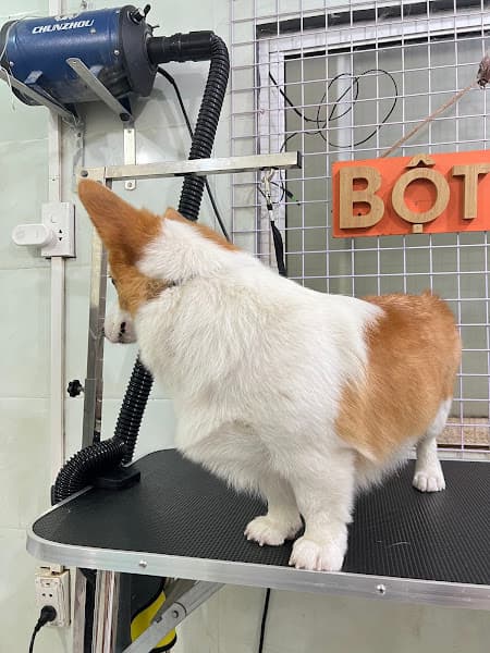 Hình ảnh Bột Pet - Khách sạn lưu trú và spa chó mèo - 3