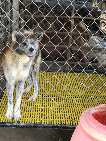 Hình ảnh Cửa hàng thú cưng Phúc Đốm - 2