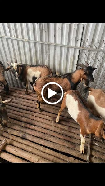 Hình ảnh Nhà Hàng Thống Dê 1 - 3