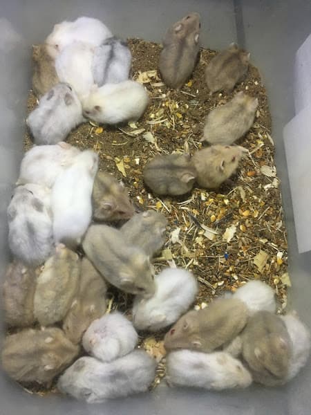 Hình ảnh HAMSTER PET STORE - 3