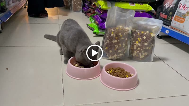 Hình ảnh Shop Thú Cưng - Okyo Pet Shop - 3