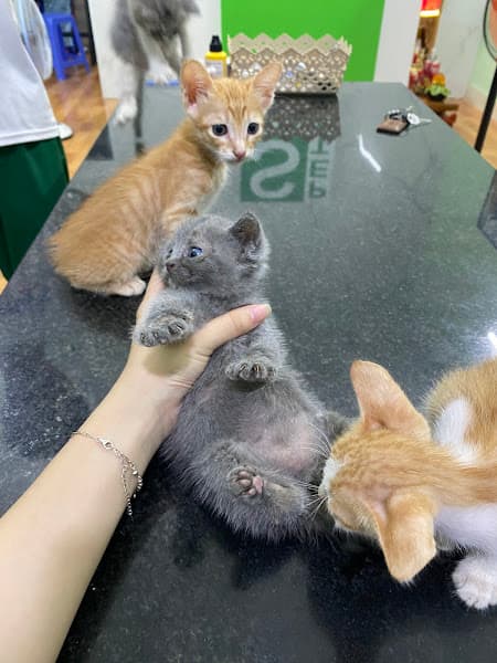 Hình ảnh Tiệm Thú Cưng Đà Nẵng - 2