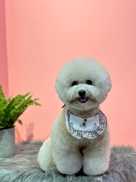 Hình ảnh Nun pet - Tiệm làm đẹp thú cưng - 3