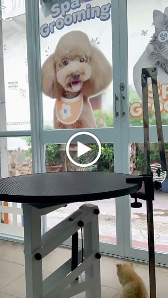 Hình ảnh Xốp Mèo Xoài - Pet Shop - Spa Grooming & Cat Hotel - 3