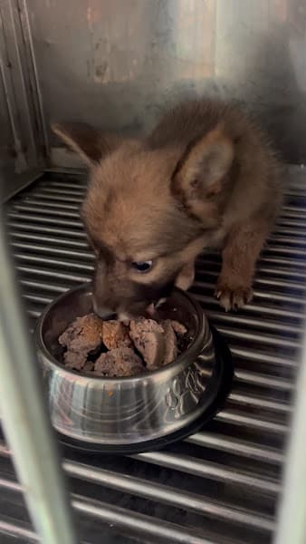 Ảnh bìa Phòng Khám Thú Y Xuân Lộc - Khám, Điều Trị Bệnh Chó Mèo Tại Gia Ray