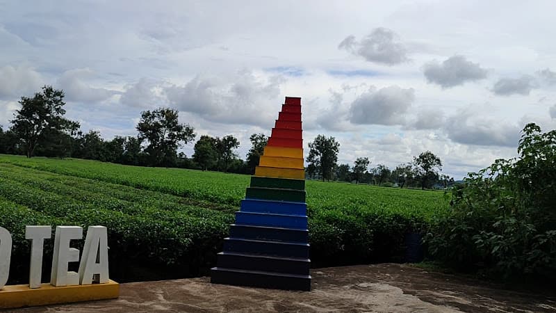 Hình ảnh Đường hàng thông cổ thụ - 5