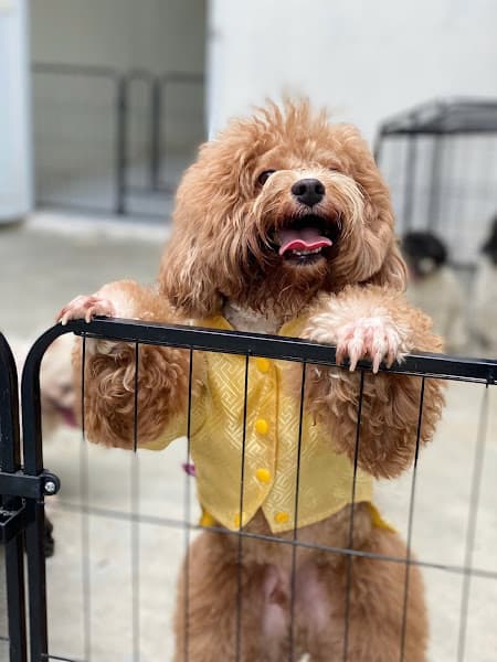 Hình ảnh Alpha Pet Hotel - 3