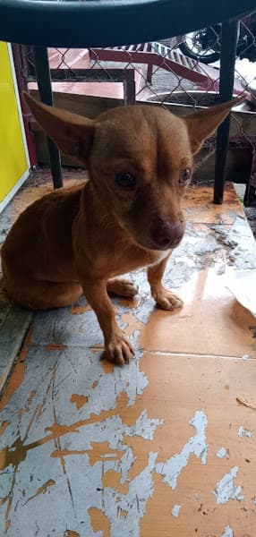 Hình ảnh Thú Y Thịnh Phát - 2