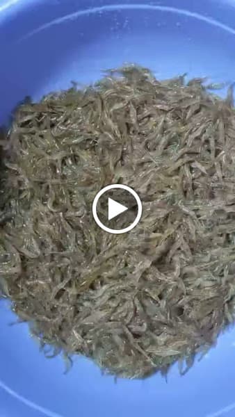 Hình ảnh Ẩm thực Charming Lak 2 (Heo sọc dưa sữa quay) - 4